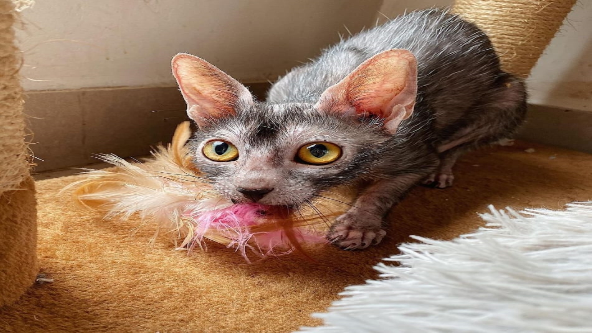 lykoi