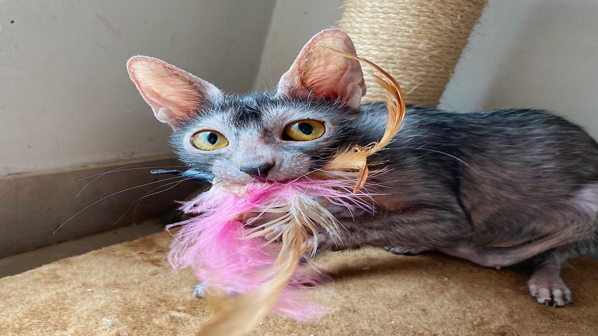 lykoi
