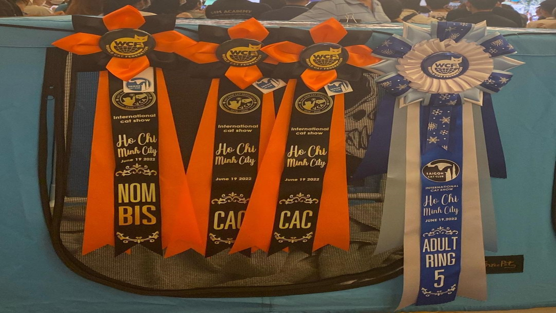 lykoi kittens for sale