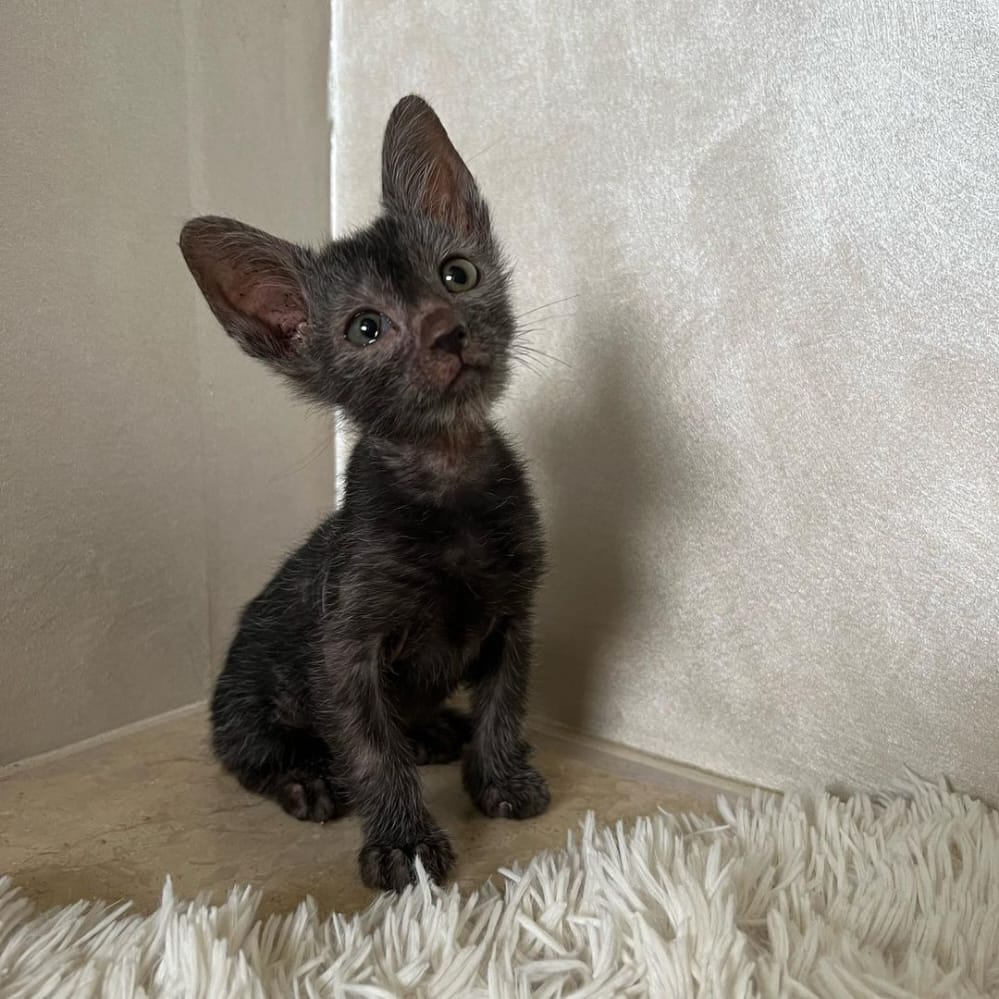 lykoi kittens for sale